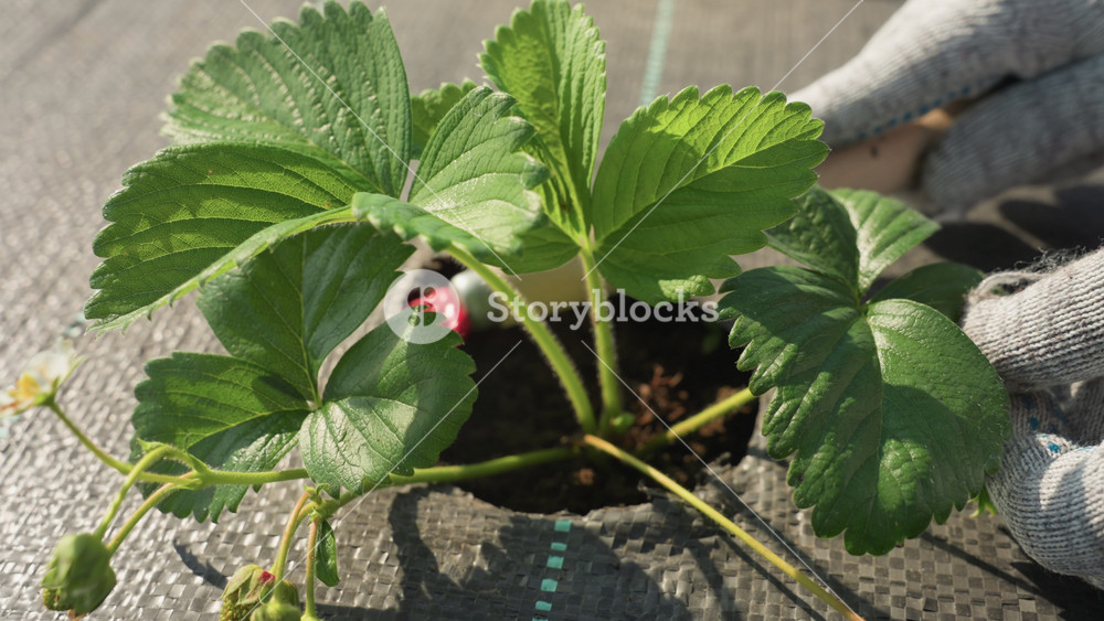 Closeup gloved hand of gardener prunes soil around strawberry plant on woven fabric, removing weeds and loosening earth near green leaves