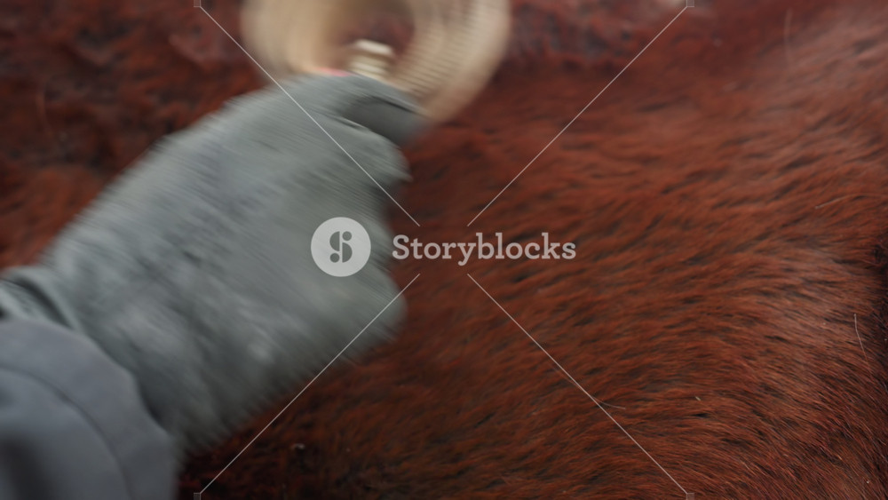 closeup of horse being brushed in stable, detailed grooming of chestnut horse using circular brush strokes, photograph capturing textured