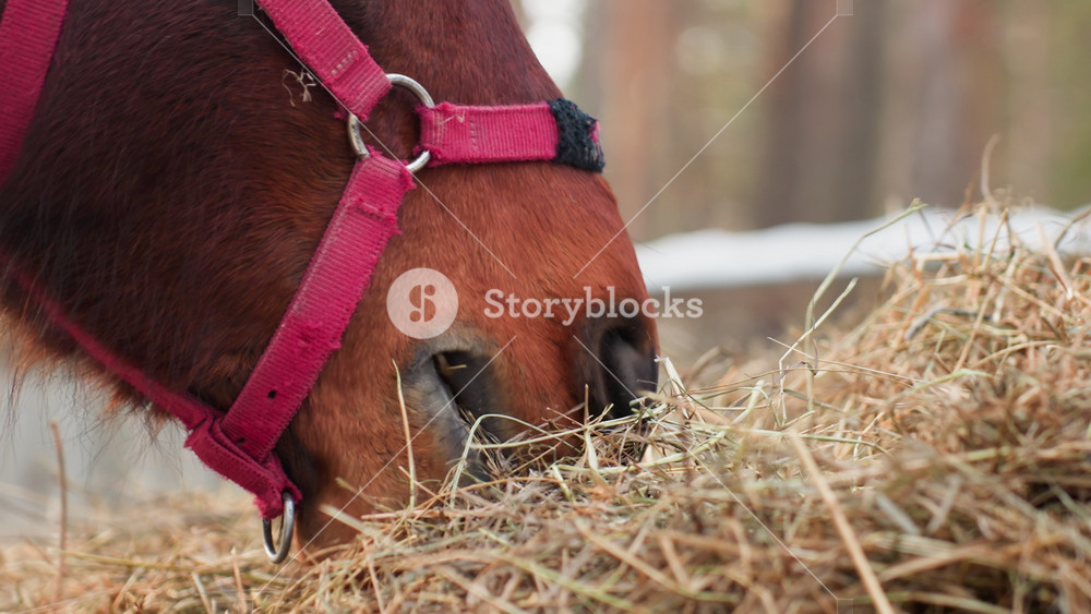 equine winter feeding, horse grazing amidst snow, snowcovered ground with horse nibbling fresh hay nearby, majestic horse with red harness