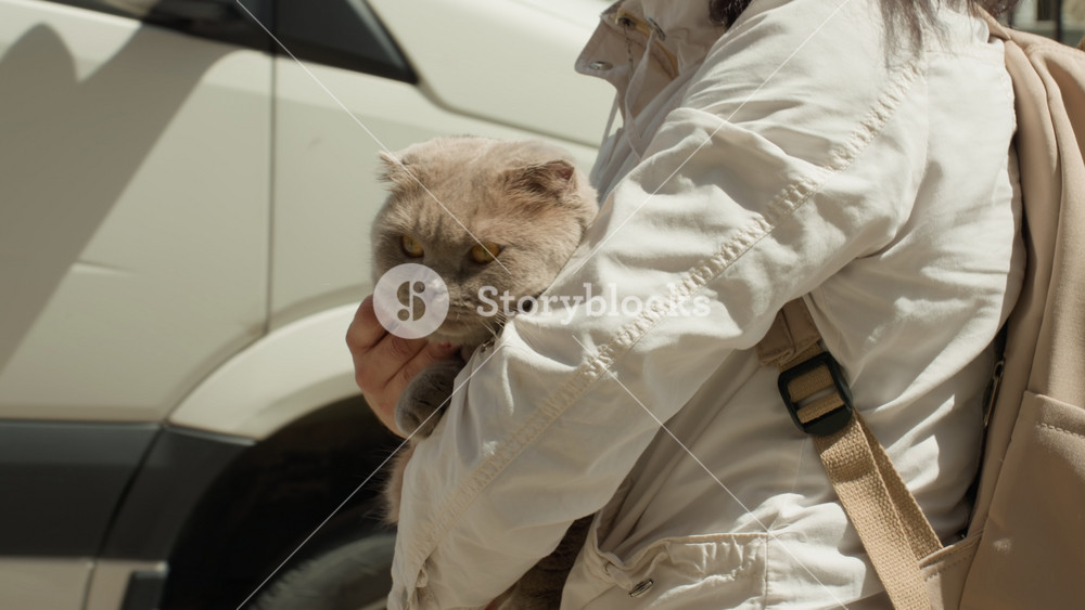 Person Strolls With Cat Past Parked Vehicles, Individual Guides Gray Cat Along Busy Urban Street Side, Owner Responsibly Walks Gray Feline
