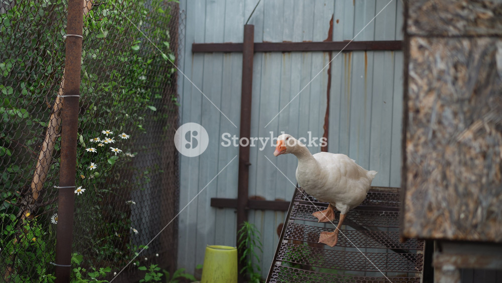 Animal humbly initiates exploration of rugged outdoor habitat structure. Delicate avian creature gradually investigates weatherbeaten