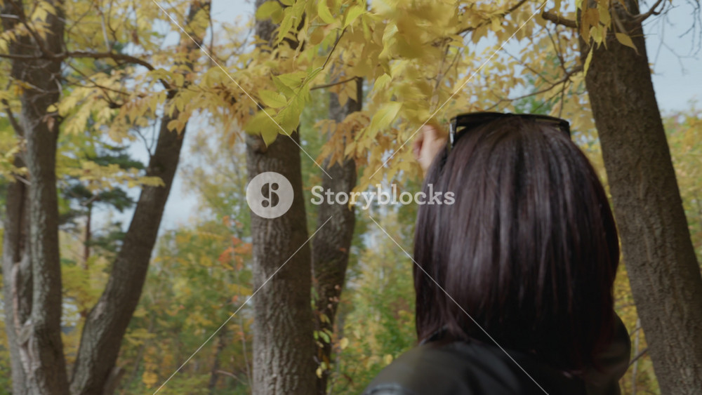 woman in leather jacket reaches golden leaves overhead, back view portrait, short dark hair, sunglasses perched, casual reach, forest park