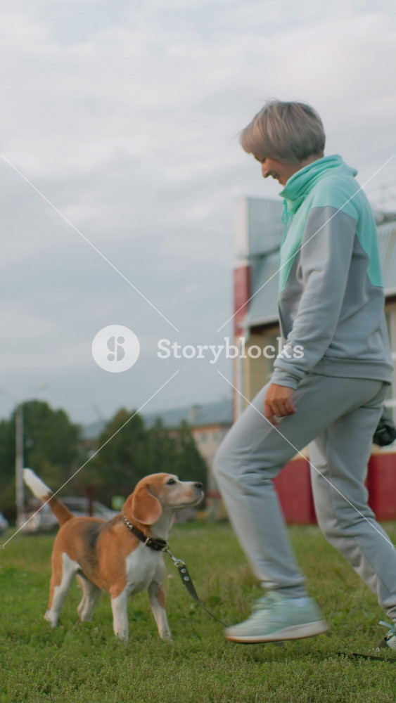 senior woman stretching with beagle dog, gentle leg lunge on grassy urban field near school building, leash attached to collar, overcast sky
