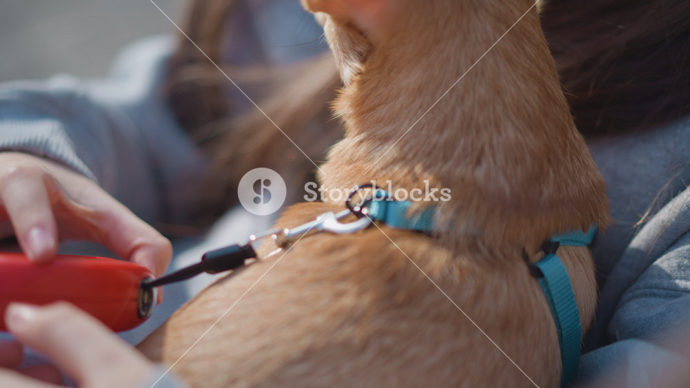 woman holding leash outdoors, park setting with woman and dog leash, woman soothing dog with leash in park, outdoor park scene showing woman