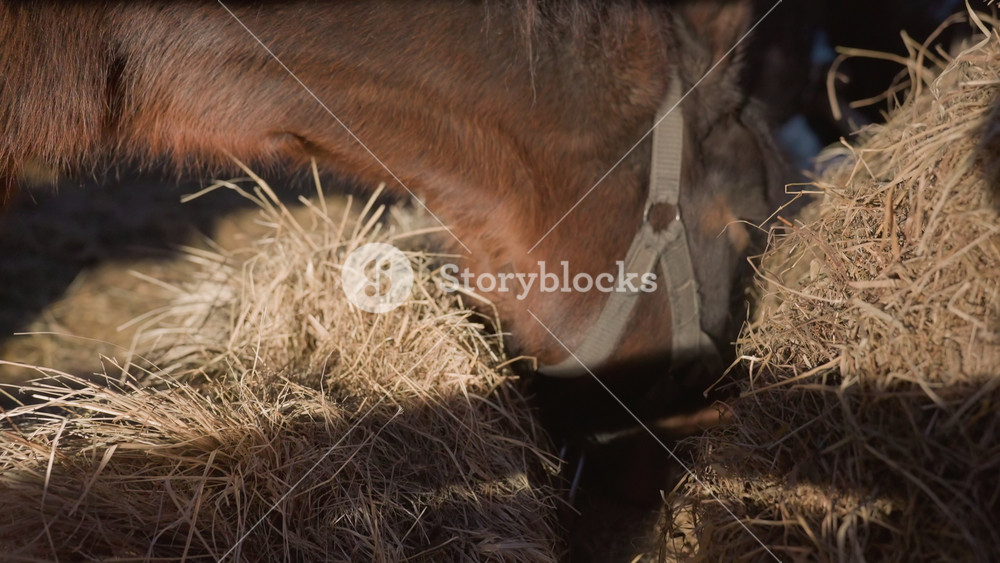 equine feeding details, closeup of horse chewing hay, detailed view of horse eating hay with nostril flare, intimate shot capturing horse