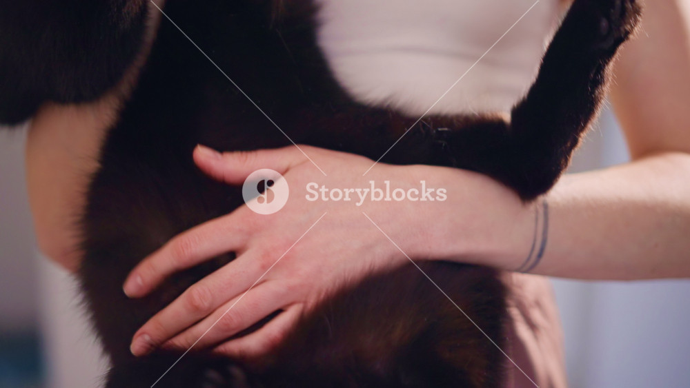 Lady Hugs Feline, Woman Embraces Black Cat Tenderly, Female Owner Gently Cuddles Her Darkhued Cat At Home, Lady Gently Caresses Her Black