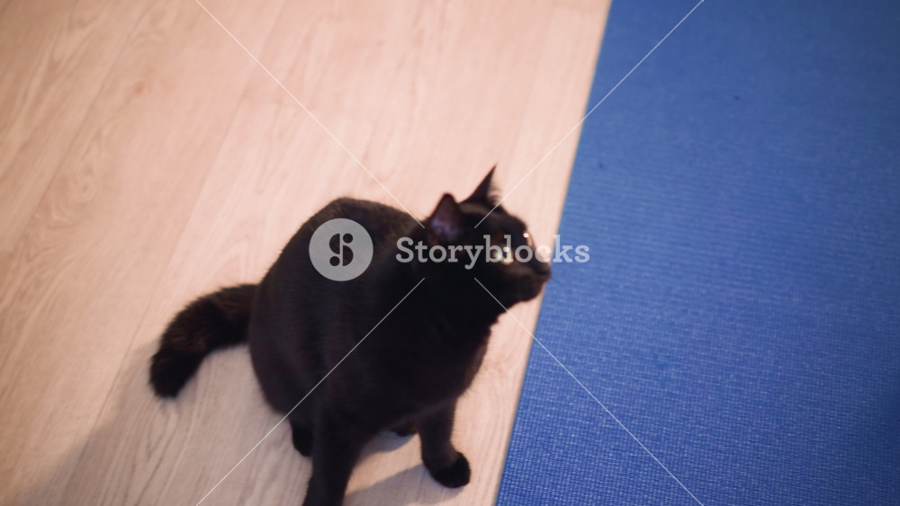 Cats Stare Intently At Their Playful Owner, Black Cats Watch Their Owner As Toys Are Lowered Playfully, Feline Gazes Upward With