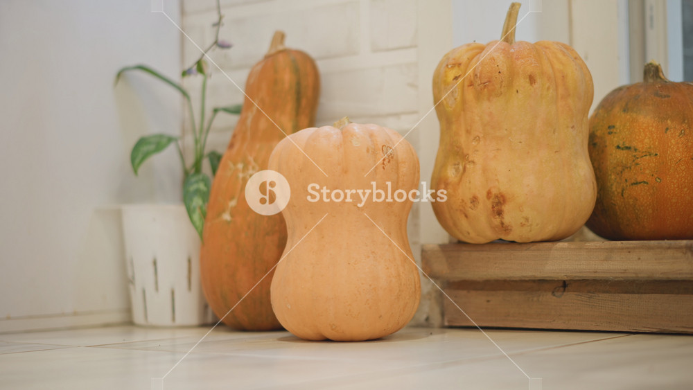 Butternut pumpkins on farmhouse floor near potted plant and wooden crate, soft natural light, autumn still life, harvestready pumpkins for