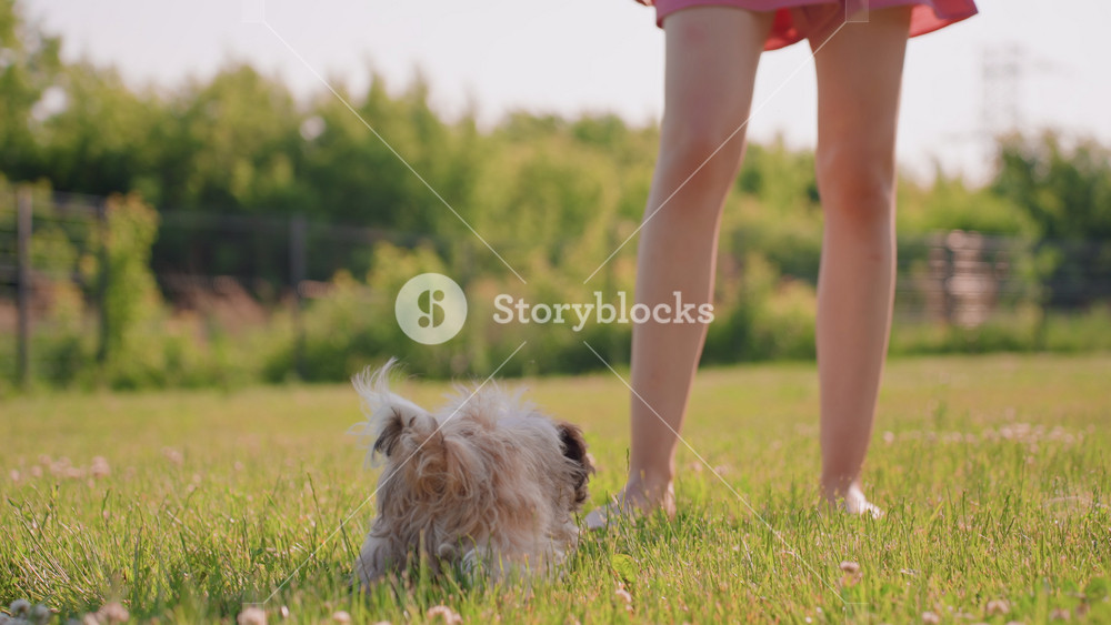 Dog Awaiting Reward, Puppy Gazes At Owner Himself, Cute Puppy Eyes Anticipates Playful Treat From Owner, Adorable Puppy Looks Up With Eager