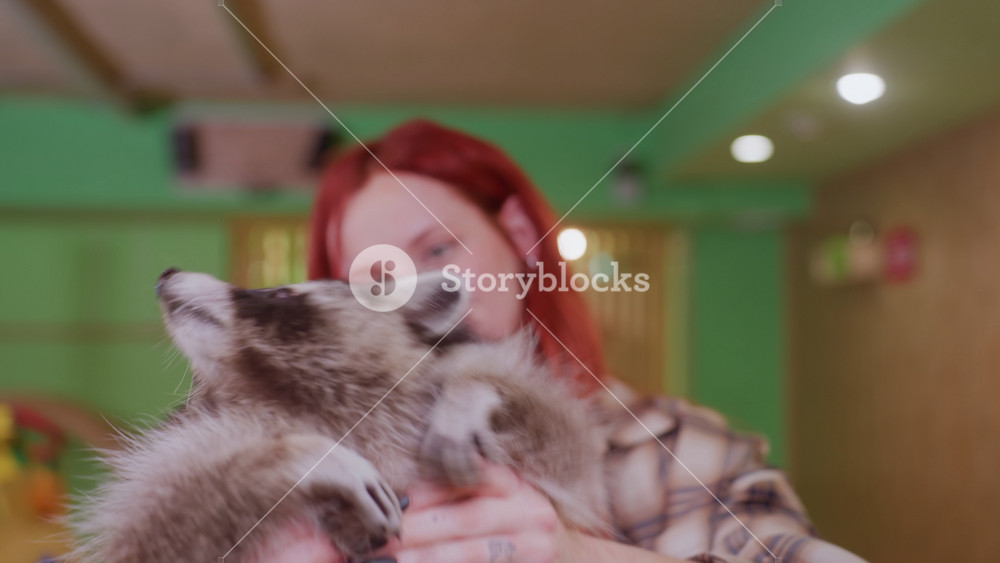 Caucasian woman holding raccoon indoors, red hair in plaid flannel, smiling while gently lifting and cuddling animal, veterinary rehab