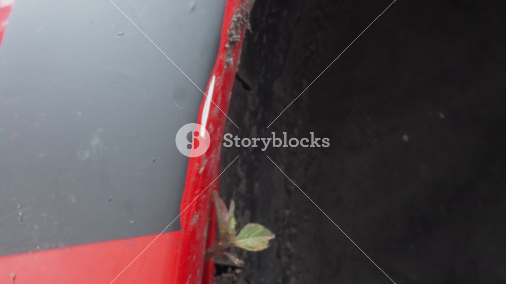 Resilient greenery thriving amid city grime. Closeup of small leaf sprouting in weathered vehicle paint. Vivid depiction of urban rebirth as
