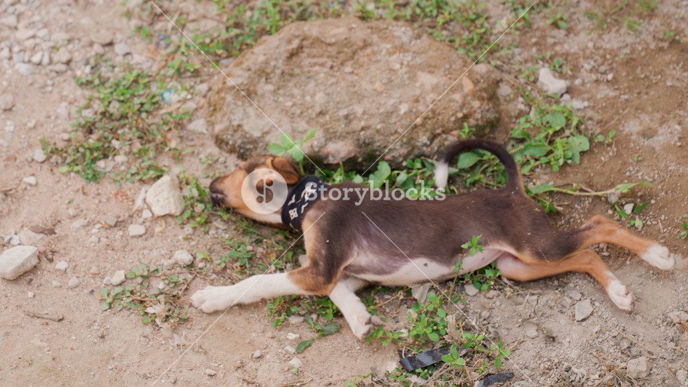 Dogs rest peacefully. Playful young dogs enjoy serene and quiet outdoor resting moments today. Energetic puppies and young dogs peacefully
