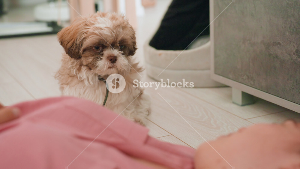 Childlike Puppy Wonder, Inquisitive Dog Beside Watching Lady, Gentle Indoor Scene With Woman And Curious Puppy, Woman And Her Inquisitive