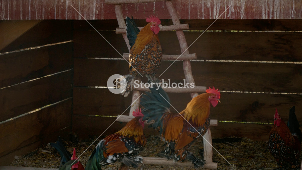 A group of vibrant roosters are seen climbing a wooden ladder in a cozy farm setting. Their colorful feathers shine in the sunlight as they enjoy the outdoors, showcasing their natural behavior.