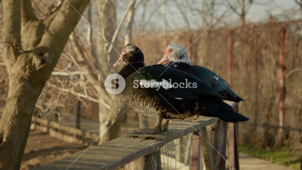 Two beautiful ducks stand calmly on a wooden railing overlooking a serene body of water. Surrounded by nature, the scene captures the tranquility and charm of farm life.