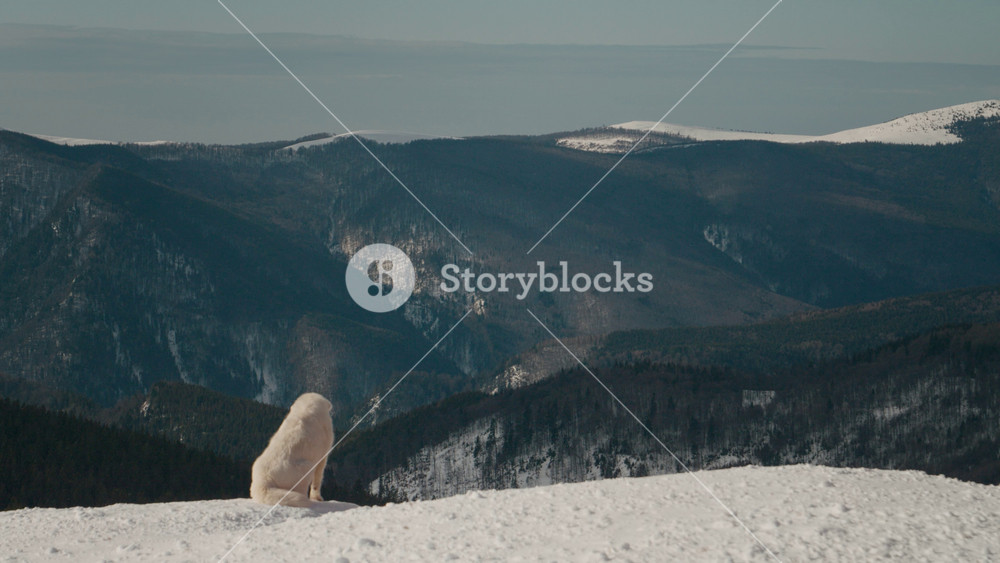 Dog that sits and watches on the background of snowy mountains. Dog in the mountains blending with the white snow colour. Travelling and exploring concept.