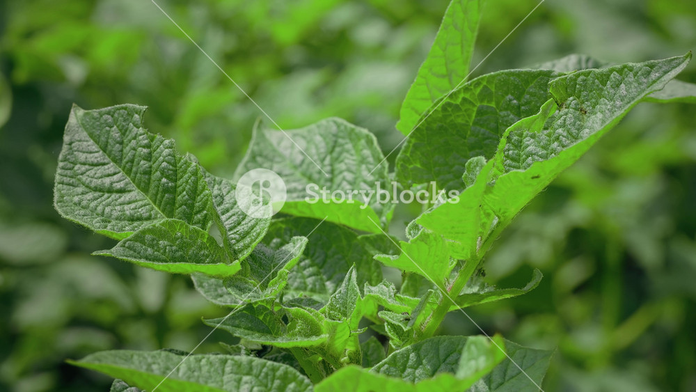 Close up Potato plants. Green potato bushes planted in rows on a farm field. Potato growing. Crop. Agriculture summer sunny day. Vegetables field.