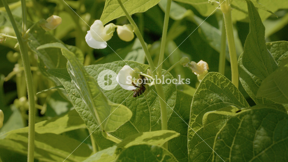A bee collects pollen from a flower on a bean plant in a garden. The sunlight shines on the leaves and flowers as the bee works.