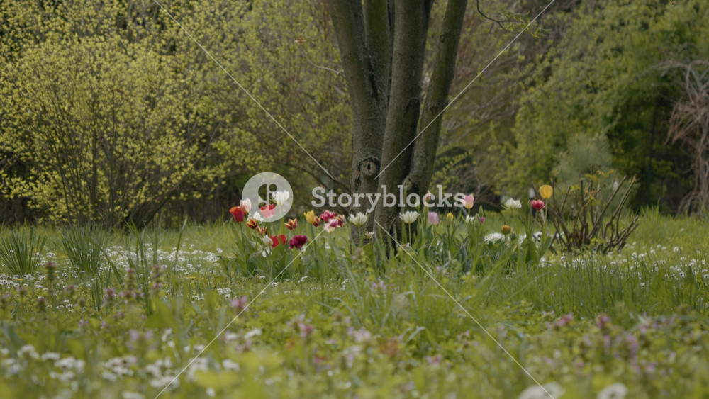 Wide variety of tulips in vibrant colors thrive near towering trees, with lush greenery surrounding them, showcasing the beauty of springtime in the park.