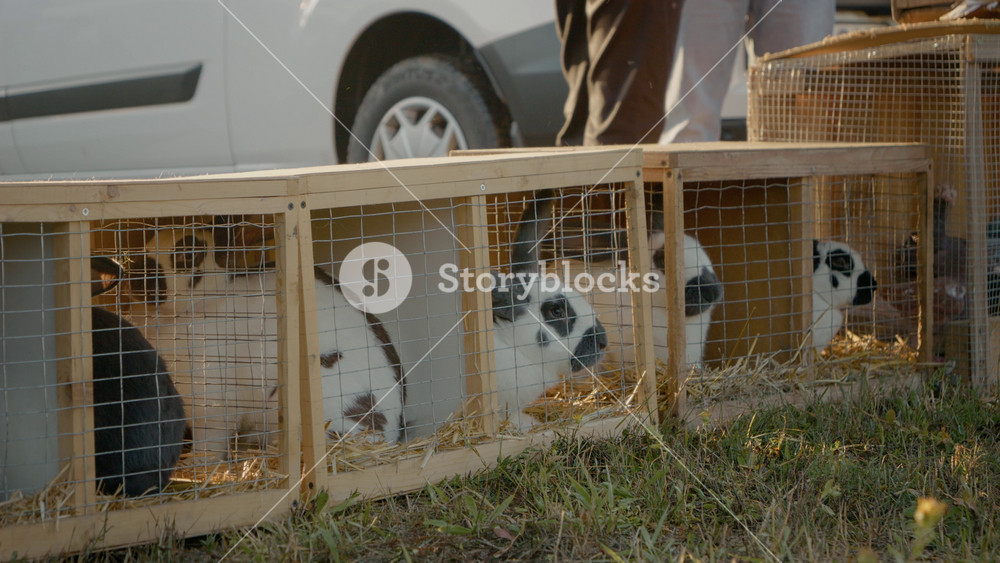 People browse and interact with a variety of rabbits in wooden cages at the poultry and livestock market, showcasing different breeds and colors.
