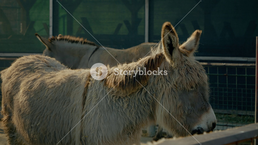 Visit a charming donkey farm where you can see adorable donkeys interact in their natural habitat. Enjoy the tranquil countryside atmosphere filled with the sounds of happy animals.