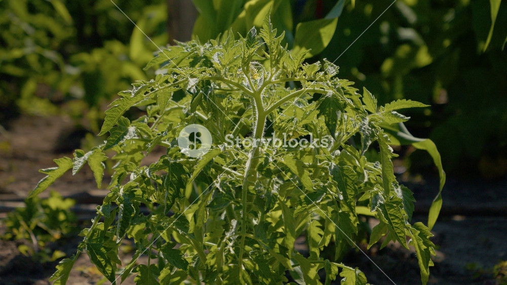 Watch a tomato plant grow in a garden. The plant is green and healthy, surrounded by other plants. Sunlight shines down on the garden area.