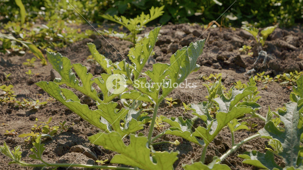 Watch the growth of a watermelon plant in a garden bed. The plant has green leaves and is reaching for sunlight in rich soil on a warm summer day.