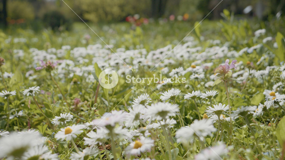 A vast field of chamomile flowers thrives in a spring park, showcasing their beauty under the warm sun and bringing nature's charm to life through vibrant blooms.