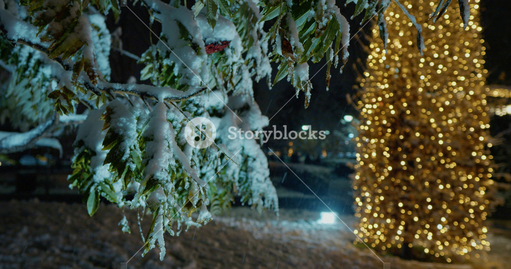 The leaves of a tree full of snow in the park. The first snow. Out of focus holiday background. Light bokeh from Xmas tree. New Year theme, background.
