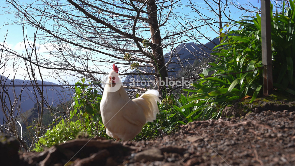 Two roosters walk along a rocky path near steep coastal cliffs on Madeira island near Funchal. Ground level camera follows in bright daylight with high contrast colors.