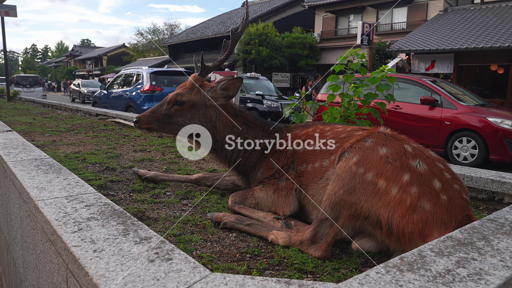 A sika deer rests on a stone planter beside a narrow street in Nara, Japan, as cars move slowly and pedestrians pass, seen in natural daylight from a low close view.