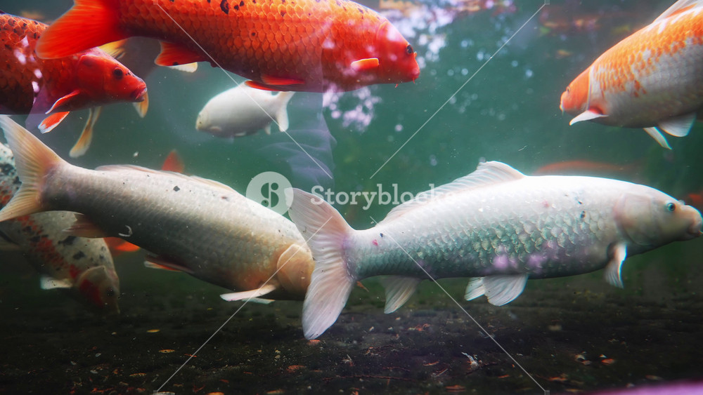 Close underwater view of orange, white, and speckled koi carp gliding and nudging sediment in a Madeira pond, with soft green light and shallow depth of field