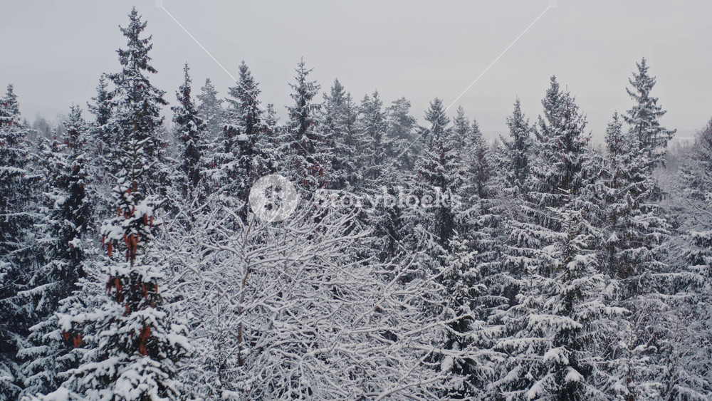 Aerial top view beautiful winter forest. Spruce and pine frosty trees covered with snow. Winter nature, frozen white tree tops. Top view camera flies over snowy landscape. Drone flight over woods