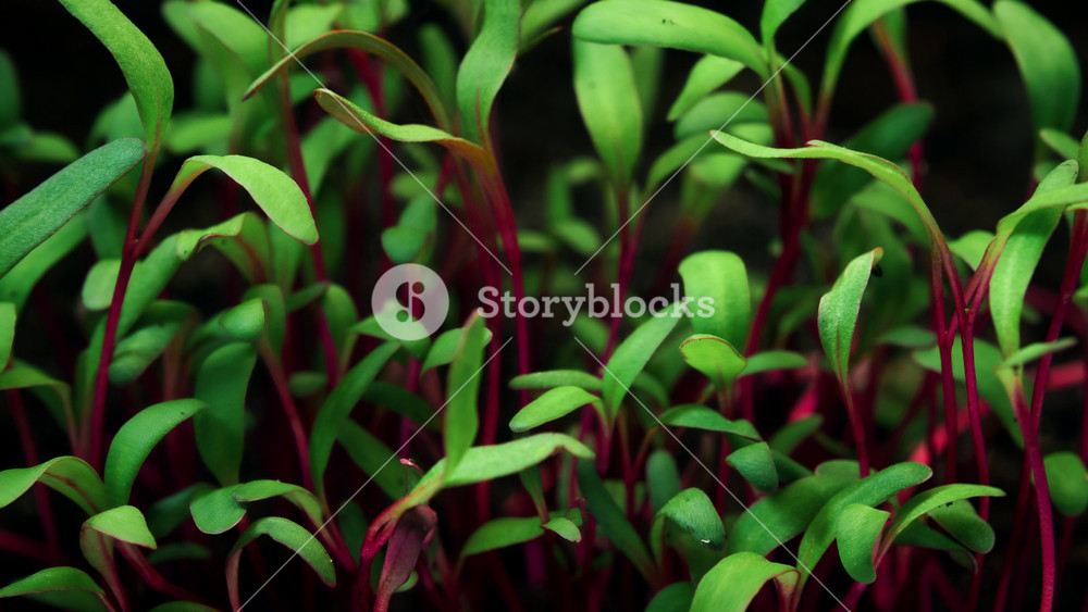 Close-up growing plants, purple stalk and green leaves microgreens grow in timelapse, sprouts germination, newborn beetroot salad plant in greenhouse agriculture