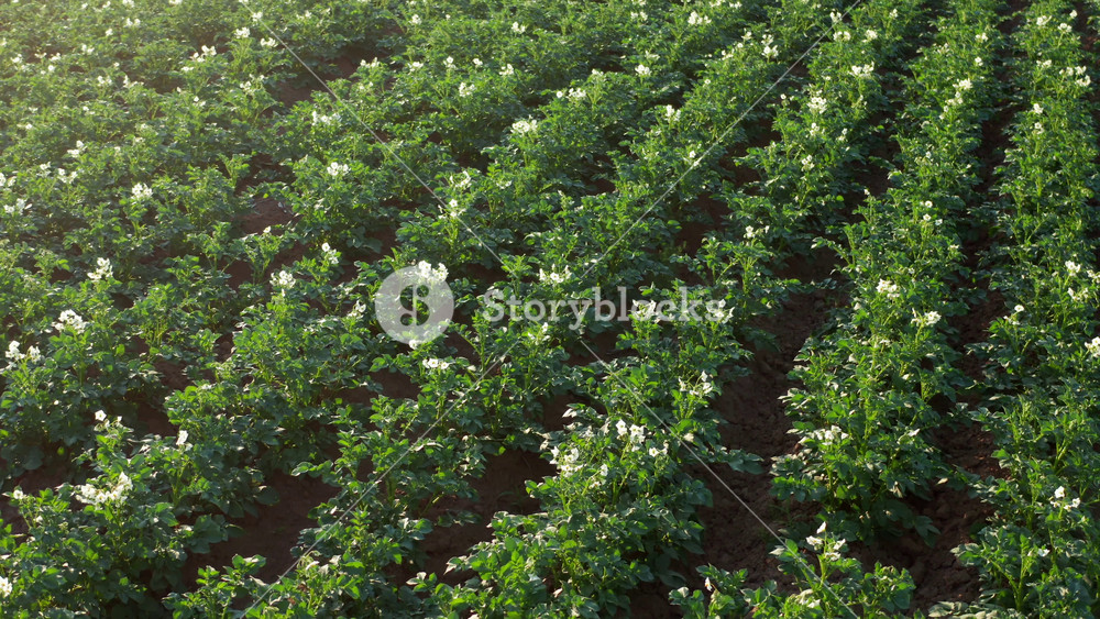 Aerial view farmland agricultural field plantation. Agriculture industry, drone shot flying above vegetables green potato plants growing in rows, farm landscape from above