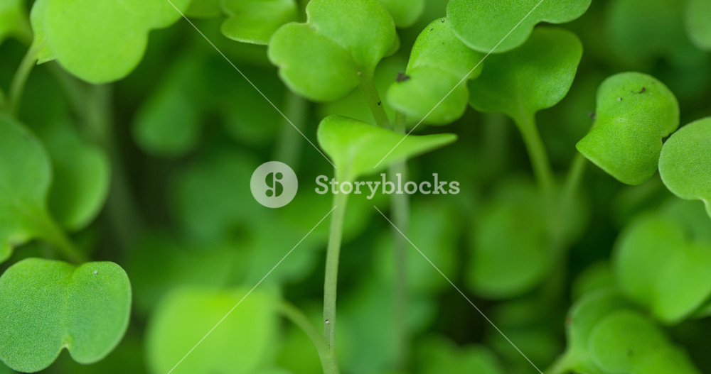 Growing plants in timelapse. Close-up microgreens newborn cress salad plant in greenhouse agriculture. Natural green background in motion