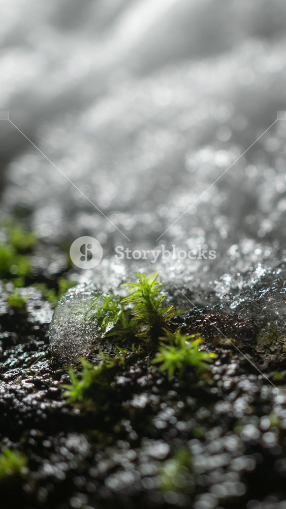 Close-up of melting snow on moss-covered tree trunk in forest, macro timelapse nature renewal, climate change from winter to spring thaw, seasonal transition, green moss and ice melting in woodland