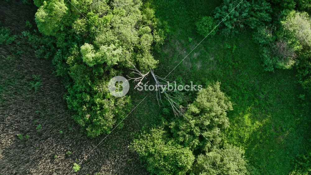 Aerial top down view swampy area. Birds eye view of lake shore overgrown with bushes, trees and dry reeds. Drone flies over dead tree, marsh texture from above. Landscape, nature background zoom out