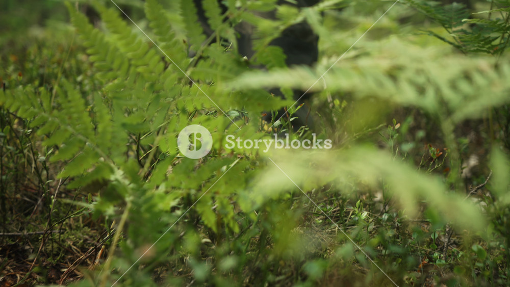 Cinematic tracking shot following man walking through green juniper and fern in pine woodland. Low camera movement passes through dense forest plants in slow motion during outdoor hiking adventure