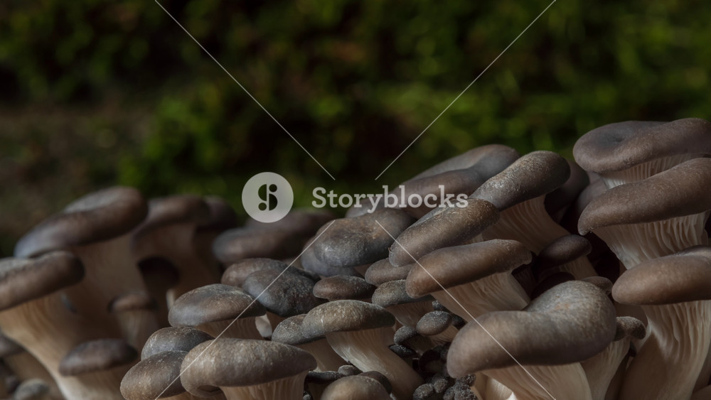 Close-up timelapse mushrooms growing near moss-covered pieces of tree bark. Fungi smooth beige caps and delicate gills, illuminated with natural light. Organic shapes, natural forest atmosphere
