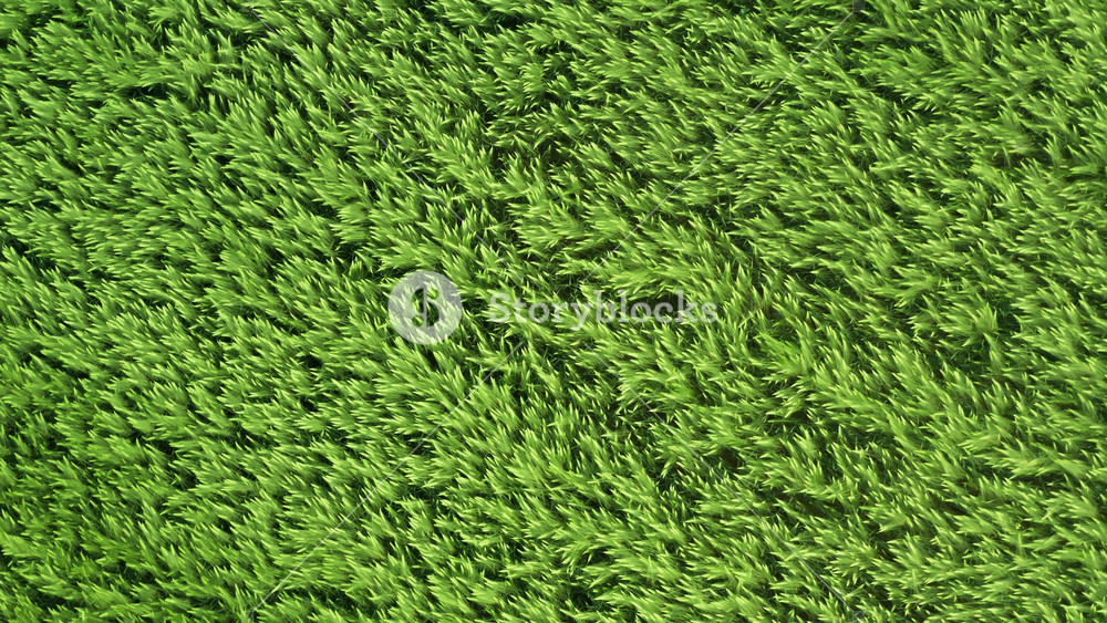 Aerial top down drone flies over green wheat field. Cereal plants land, agricultural industry. Natural texture background in motion, young wheat stalks waving in wind. Harvest organic cultivate