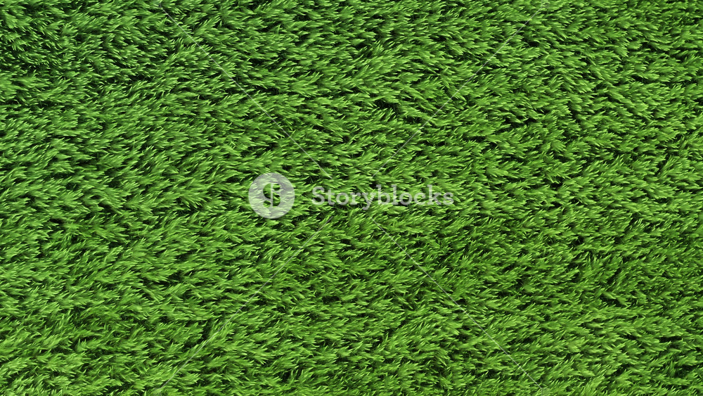 Aerial top down drone flies over green wheat field. Cereal plants land, agricultural industry. Natural texture background in motion, young wheat spikelets waving in wind. Harvest organic cultivate00