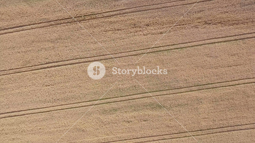 Drone aerial shot flying over ripe wheat field. Agriculture food production, yellow plantation texture from above, top view crop lines