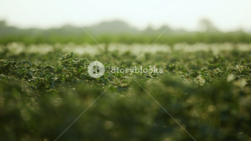 Close-up dolly shot farmland agricultural field plantation. Agriculture industry, vegetables green potato plants growing in rows, farm landscape, sunset light