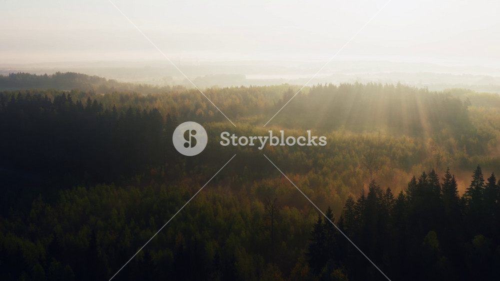 Aerial drone flying over hilly forest in misty morning, clouds of fog. Sun rays break through tree branches in mist. Treetops lit with warm yellow sun light. Marvelous view foggy sunrise in woodland