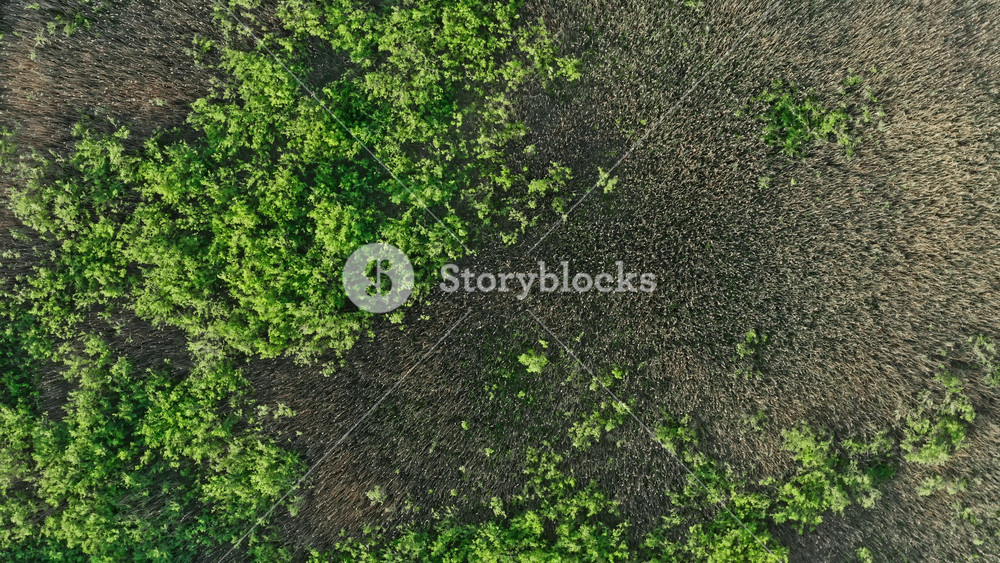 Aerial top down swampy area. Birds eye view lake shore overgrown with bushes, trees and dry sedge. Drone flies over marsh texture. Landscape, nature background in motion, zooming out and spin camera