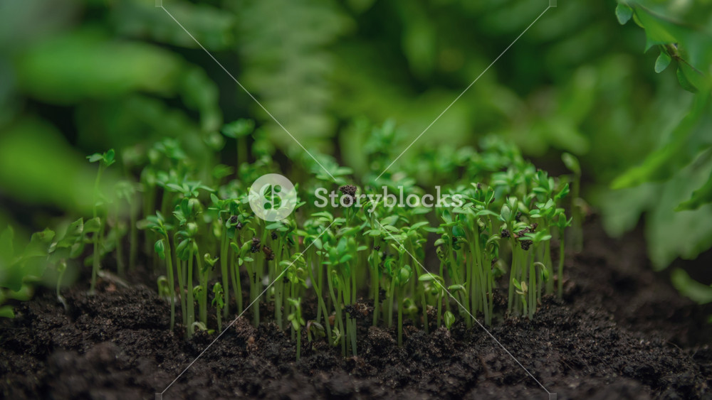 Close-up microgreens grow in time-lapse, growing green plants in timelapse, sprouts germination newborn cress salad plant in greenhouse agriculture