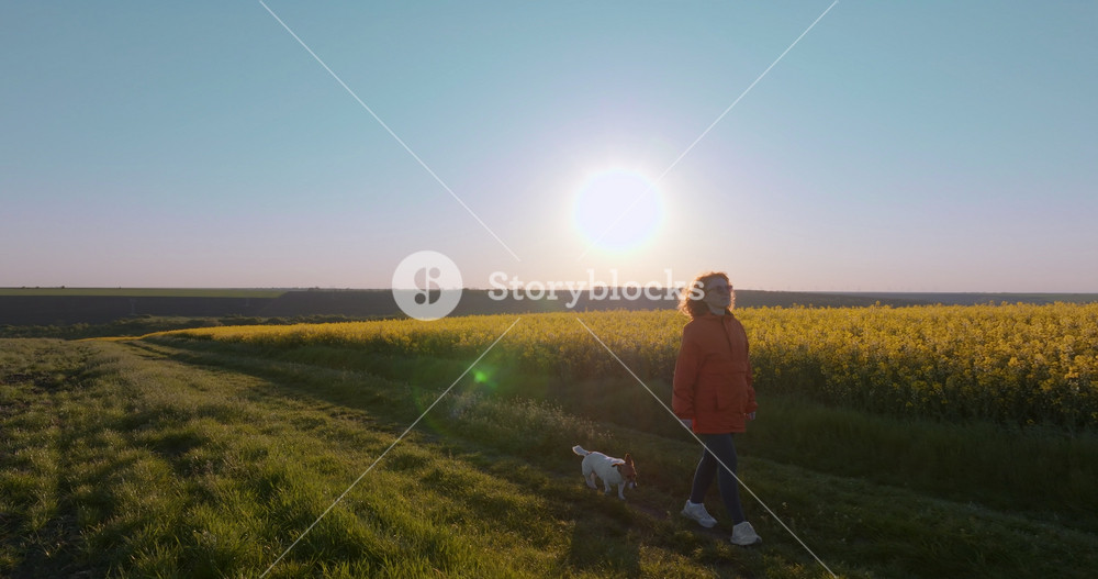 Drone view woman walking dog sunflower field summer dusk. Yellow flowers agriculture background pattern. Farm land nature countryside scenery view. Domestic pet active lifestyle exploratio
