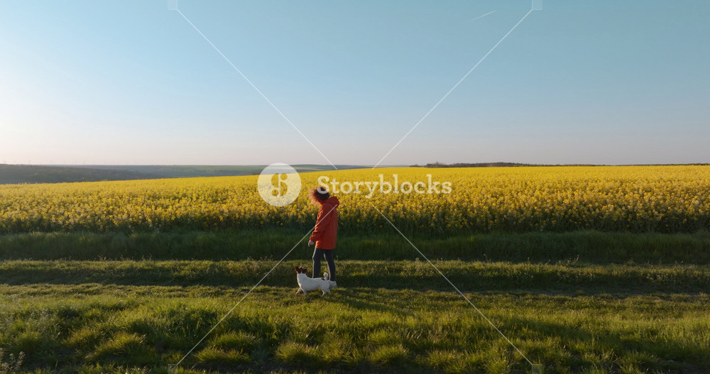 Drone perspective woman walking small dog sunflower field summer day. Yellow flowers agriculture background texture scenery. Farm land nature countryside scenery active pet lifestyle.