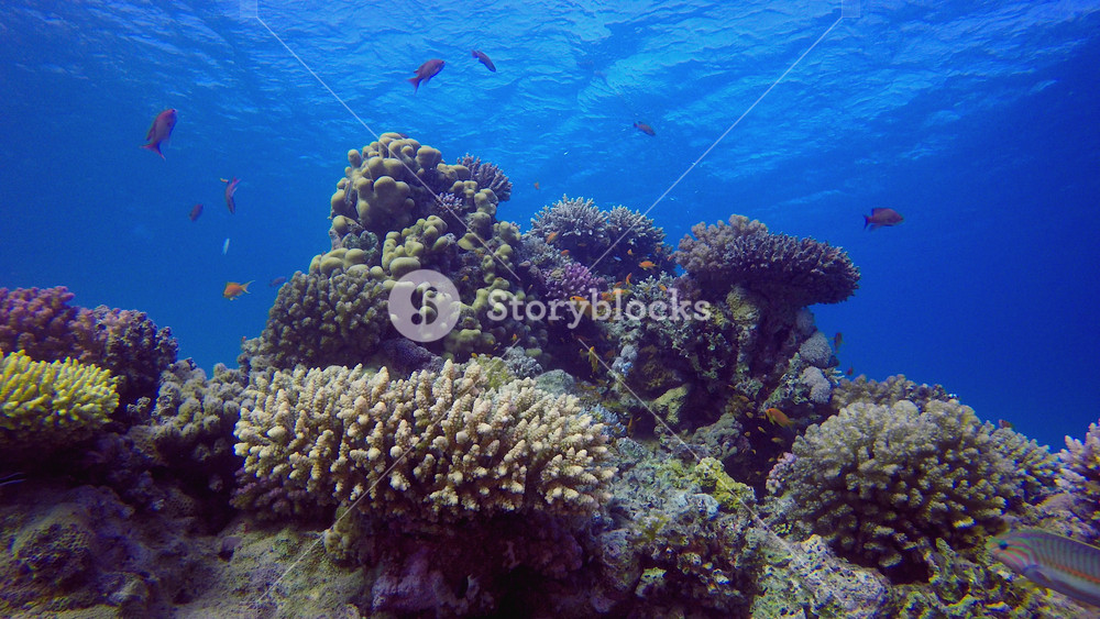 Colourful Coral Reef Scene. Tropical underwater sea fish. Underwater fish reef marine. Soft and hard corals. Underwater fish garden reef. Coral garden seascape.